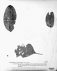 Hypoderma rubi image